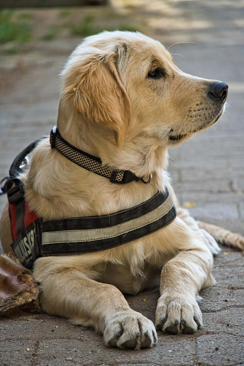 chiot golden retreiver portant un harnais