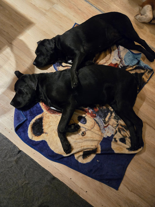 Le deuil d’un chien ,cette absence que nous vivons et que les autres chiens ressentent aussi