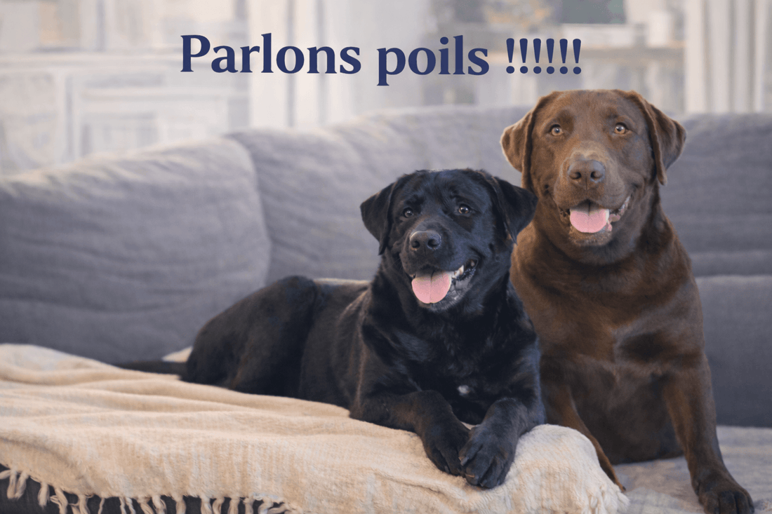 chien coucher sur un sofa