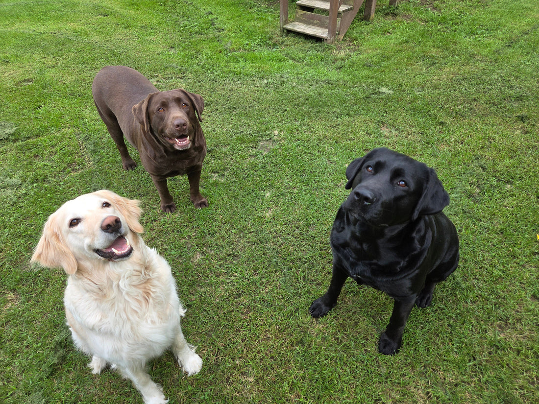 Accueillir un nouveau chien dans la famille et l’importance de bien faire les choses