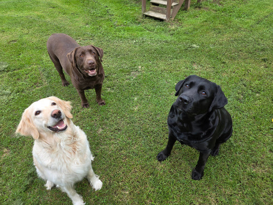 Accueillir un nouveau chien dans la famille et l’importance de bien faire les choses