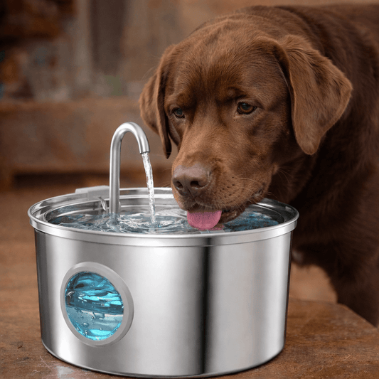 abreuvoir pour chien