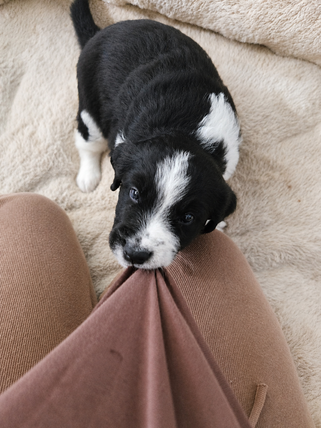 Adopter un chiot , êtes-vous vraiment prêt pour tout ce que ça implique ?