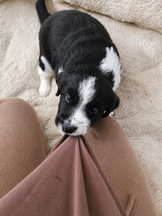 Adopter un chiot , êtes-vous vraiment prêt pour tout ce que ça implique ?