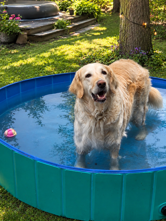 Chien au soleil ,comprendre les risques et adopter les bons gestes