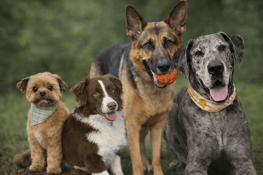 chiens de différentes races et tailles 