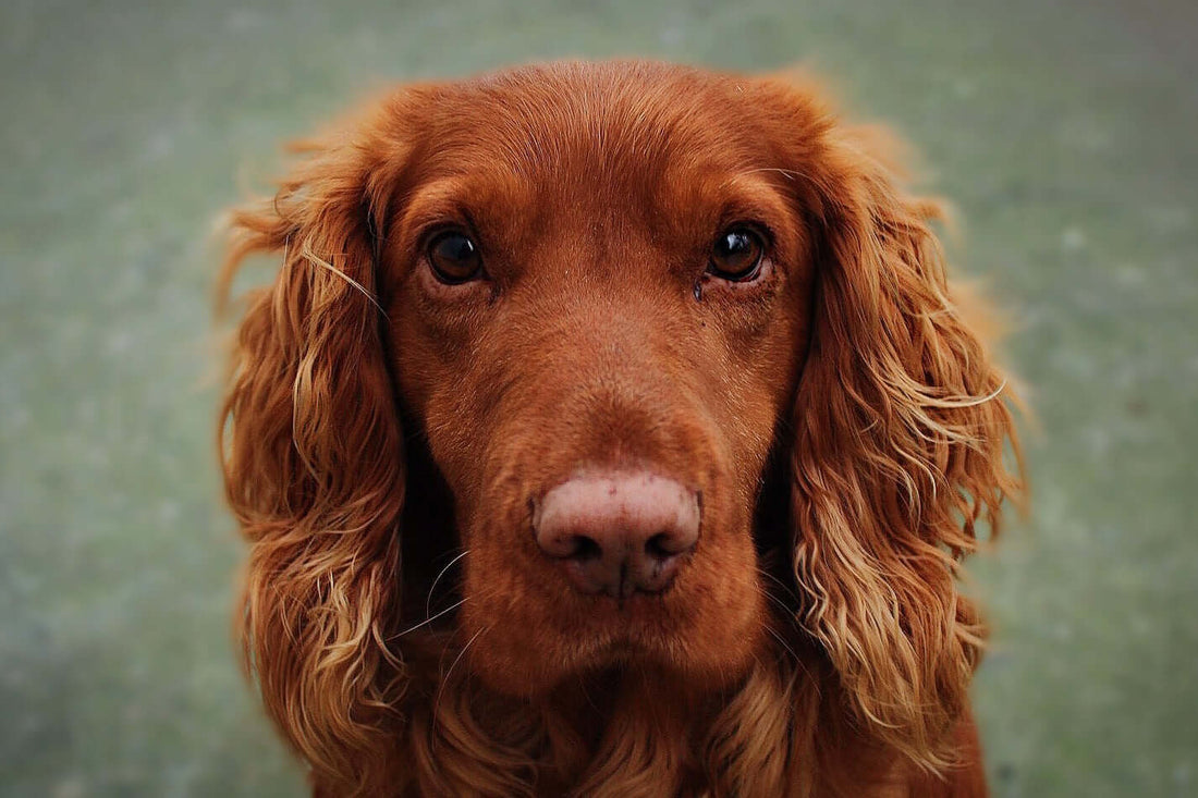 chien brun