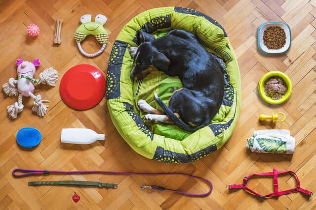 lot d’accessoires pour chien