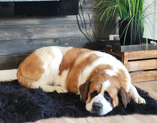 Vieillir avec son chien , comprendre et accompagner les changements d’un chien senior