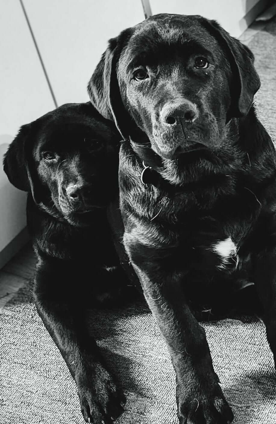 chiens noir en noir et blanc