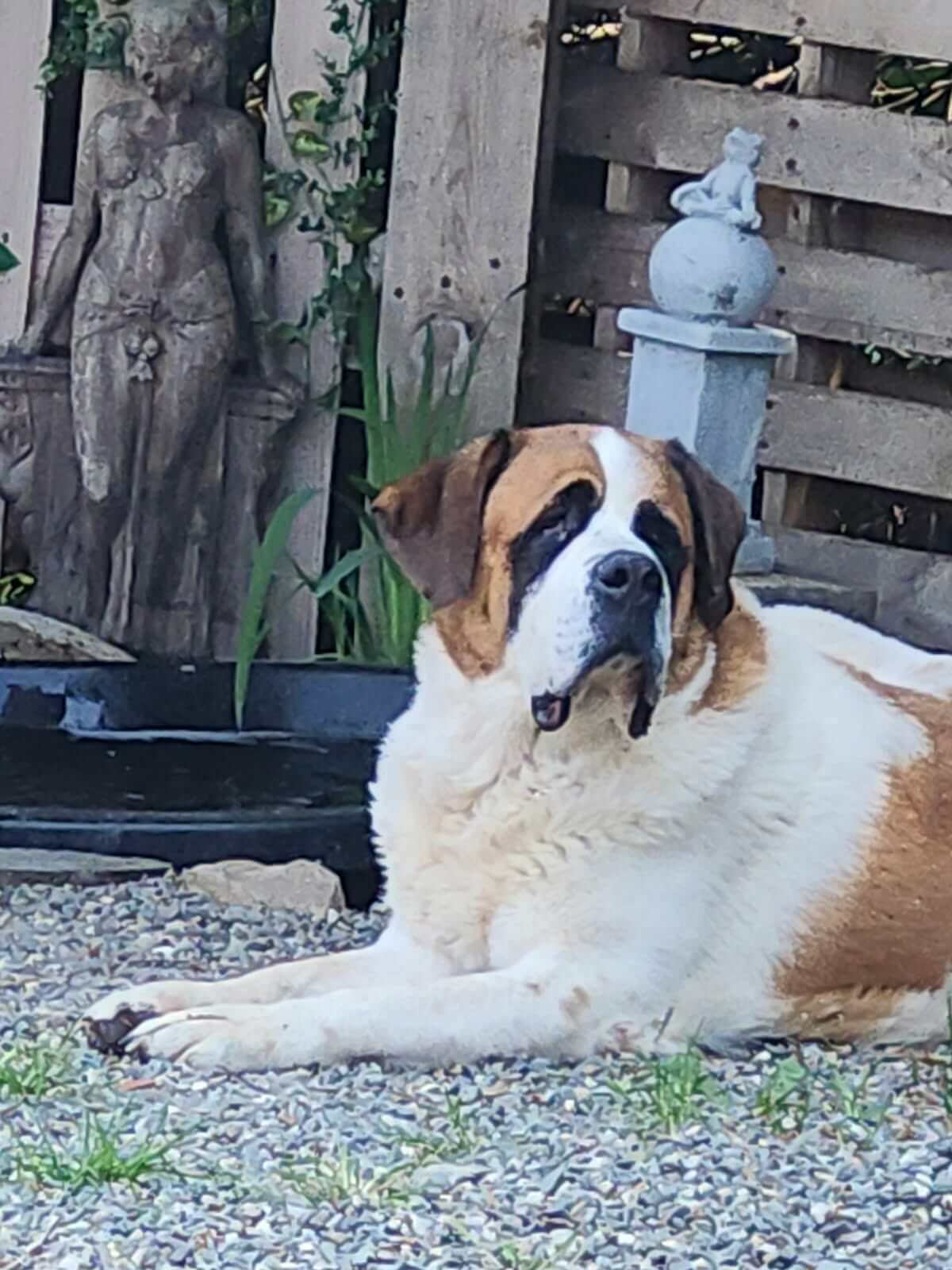 saint-bernard coucher dehors